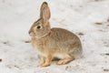 Cute Cottontail Rabbit in Snow Royalty Free Stock Photo
