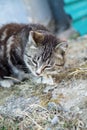 Cute country multicolor cat eating fish with appetite on the ground Royalty Free Stock Photo