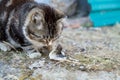 Cute country multicolor cat eating fish with appetite on the ground Royalty Free Stock Photo