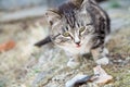 Cute country multicolor cat eating fish with appetite on the ground Royalty Free Stock Photo