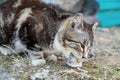 Cute country multicolor cat eating fish with appetite on the ground Royalty Free Stock Photo