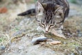 Cute country multicolor cat eating fish with appetite on the ground Royalty Free Stock Photo