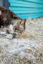 Cute country multicolor cat eating fish with appetite on the ground Royalty Free Stock Photo