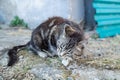 Cute country multicolor cat eating fish with appetite on the ground Royalty Free Stock Photo