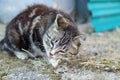 Cute country multicolor cat eating fish with appetite on the ground Royalty Free Stock Photo