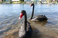 A cute couple black geese