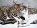 Cute couple cats sleeping together grey concrete background
