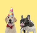 Cute couple of dogs sticking out tongue happy Royalty Free Stock Photo