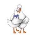 Cute couple geese embracing, tender hugs clipart, hand drawn illustration of family love Royalty Free Stock Photo