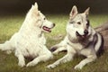 Cute couple of gray wolfdog and swiss white shepheard in spring park