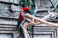 cute couple of green-winged macaws. birds of the parakeet family. Royalty Free Stock Photo