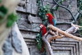 cute couple of green-winged macaws. birds of the parakeet family. Royalty Free Stock Photo