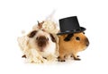 Cute couple of guinea pigs in clothes Royalty Free Stock Photo