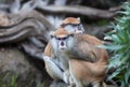 Cute couple - patas monkeys at San Francisco Zoo