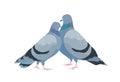 Cute couple of pigeons. Female and male birds in love standing together. Pair of sweetheart animals isolated on white