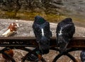 Cute couple of pigeons quarreled. Ordinary city pigeons Columba livia sit on a fence near a pond. Animals in the city Royalty Free Stock Photo