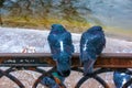 Cute couple of pigeons quarreled. Ordinary city pigeons Columba livia sit on a fence near a pond. Animals in the city Royalty Free Stock Photo