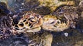 Cute couple of sea turtles kissing Royalty Free Stock Photo