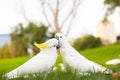 Cute couple of white parrots kissing