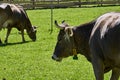 Cute Cow in the Alps grazing on Green field. Cows on Pasture Royalty Free Stock Photo