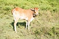 Cute cow animal in the forest lokking in the camera