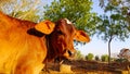 A brown cow baby close up face image Royalty Free Stock Photo