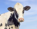 Cute cow black and white, dairy milker looking softly, medium shot, pink nose and blue sky Royalty Free Stock Photo