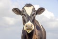 Cute cow, black and white, friendly looking, pink nose, in front of  a blue cloudy sky Royalty Free Stock Photo