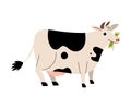 Cute Cow Chewing Grass as Farm Animal Vector Illustration Royalty Free Stock Photo