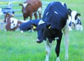 Cute cow closeup view with other cows on background. Beautiful animal backgrounds