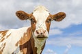 Cute cow face with flies, red and white with pink nose and friendly expression, looking at the camera Royalty Free Stock Photo