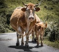 Cute cow family looking at camera, walking on mountain road Royalty Free Stock Photo