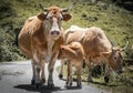 Cute cow family looking at camera, walking on mountain road Royalty Free Stock Photo