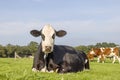 Cute cow lies in the field, lying down happy in green grass, black eye patches, with eye patches and black ears, blue sky and copy Royalty Free Stock Photo