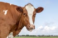 Cute cow loll out her tongue, portrait of her head with white blaze, a village at the horizon and a blue sky background Royalty Free Stock Photo