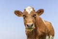 Cute cow looking at camera, head portrait, red brown fur and a blue background Royalty Free Stock Photo