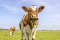 Cute cow, looking curious, oncoming in a green field, approaching, walking in a pasture under a blue sky, horizon over land