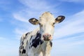 Cute cow looking friendly and shy, pink nose, medium shot of a black-and-white cow in front of a blue sky Royalty Free Stock Photo