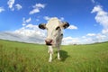 Cute cow on pasture close up via wide angle Royalty Free Stock Photo