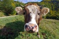 Farm. Cow portrait with forest in the background Royalty Free Stock Photo