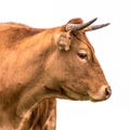 Cute cow portrait sideview Royalty Free Stock Photo