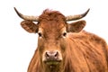 Cute cow portrait Royalty Free Stock Photo