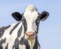 Cute cow, skinny face, black and white friendly innocent look, pink nose, medium shot of a head in front of a blue sky Royalty Free Stock Photo