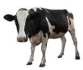 Cute cow on white background. Animal husbandry Royalty Free Stock Photo