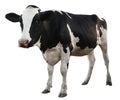 Cute cow on white background. Animal husbandry Royalty Free Stock Photo