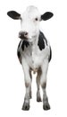 Cute cow on white background. Animal husbandry Royalty Free Stock Photo