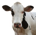 Cute cow on white background, closeup view. Animal husbandry Royalty Free Stock Photo
