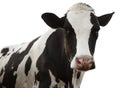 Cute cow on white background, closeup view. Animal husbandry Royalty Free Stock Photo