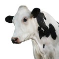 Cute cow on white background, closeup view. Animal husbandry Royalty Free Stock Photo