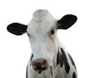 Cute cow on white background, closeup view. Animal husbandry Royalty Free Stock Photo